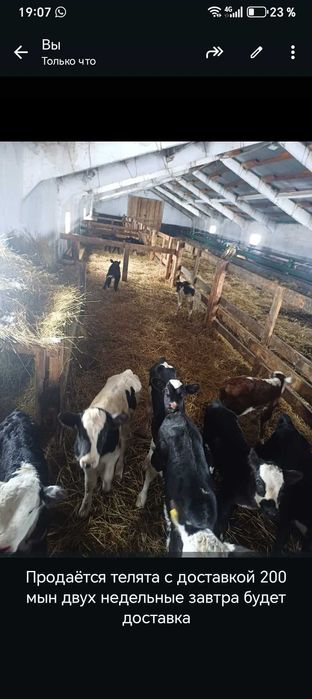 Телята черно пестрые