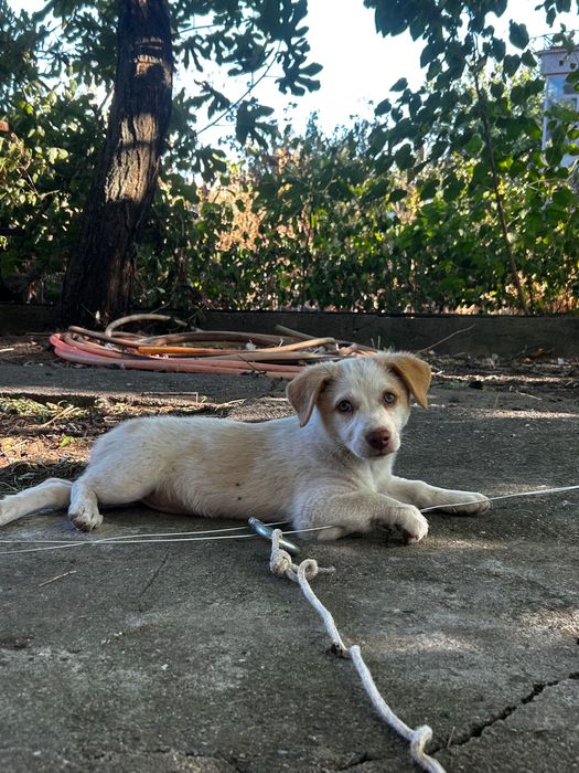 Кученца -подаряват се