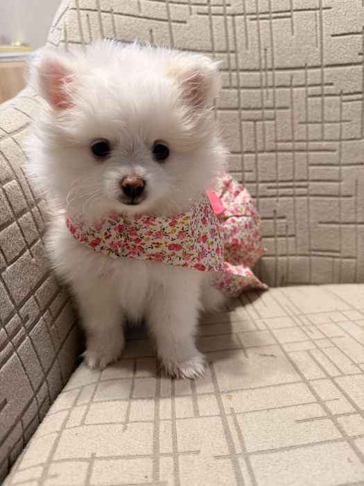 Мини немски шпиц