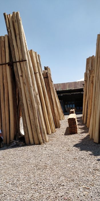 Terak 2.5 m dan 6 m gacha tosin bryus strapila