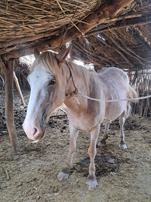 ат пішпе 8 ЖАСАР