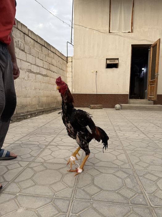 Сотилади корея шамо