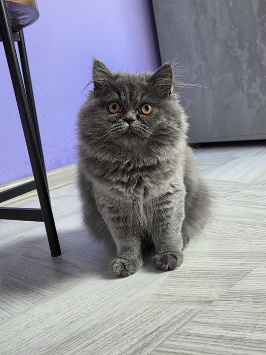 Женско персийско коте