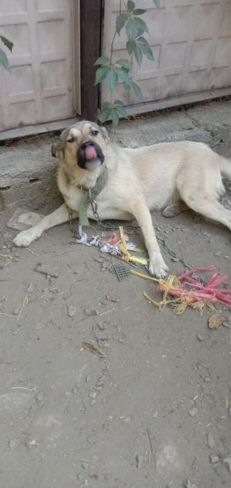 Слбака в самые добрые руки