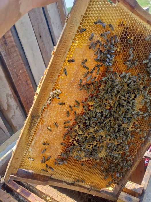 Assalomu alaykum yaxshimisiz kelishamiz