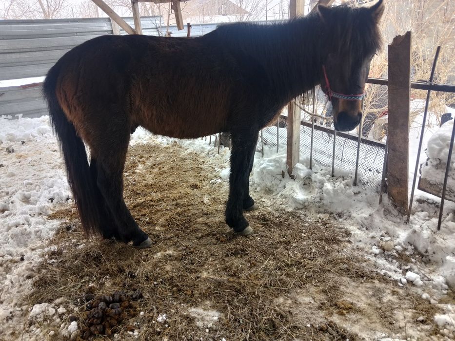 Айғыр сатылады аа