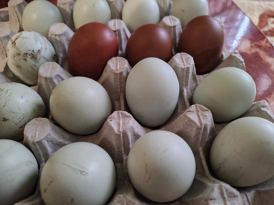 Ouă pentru incubat de Ameraucana