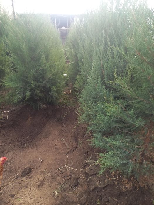 Туя домашний можевельник