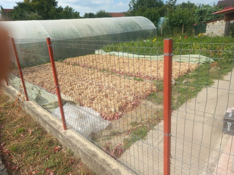 Ceapa roșie de apa.