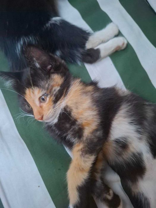 Котята приученные к лотку, отдам в добрые руки. Самарканд.