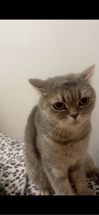 Кошка стерилизованная