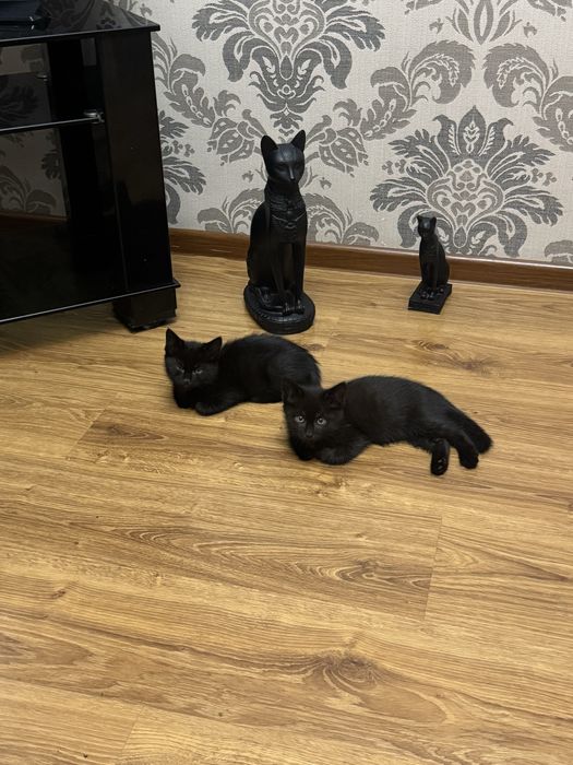 Отдадим котят в добрые руки