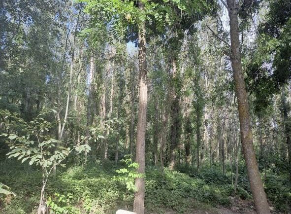 6 соток земли в окружении леса!