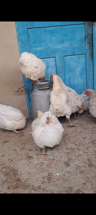 Куры и петух  гигант