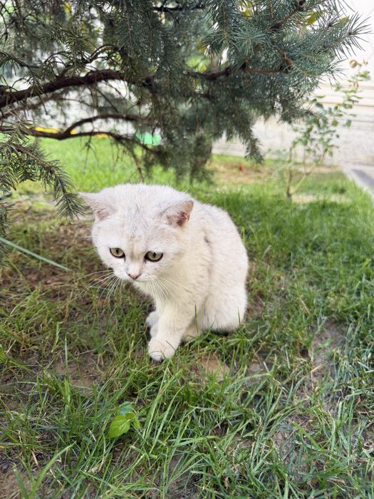Кошка mushukcha британская