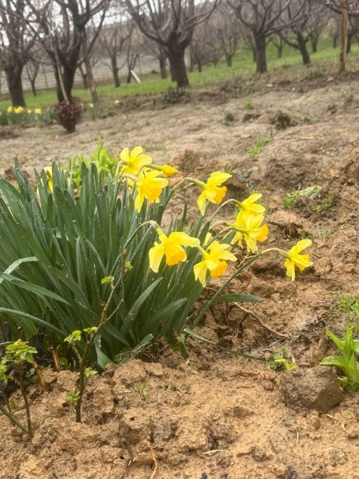 Продам садовые цветы нарциссы оптом
