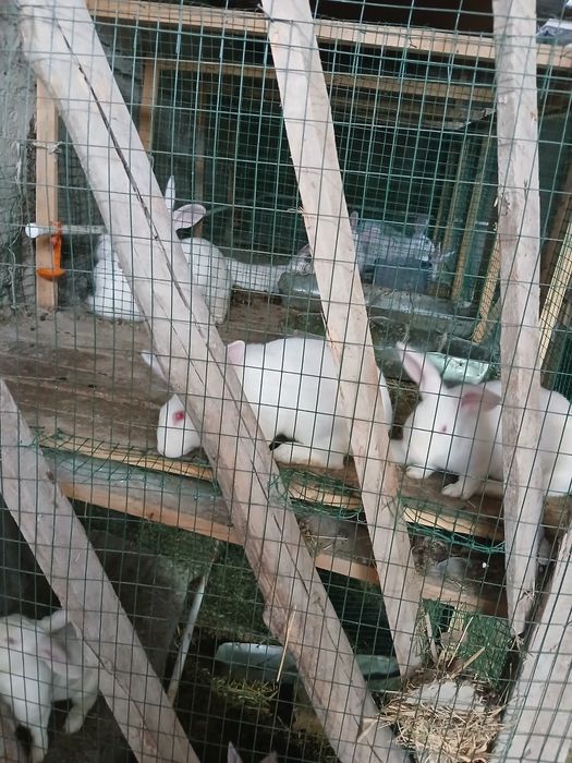 Italiyadan keltirilgan xikol zoyli quyonlar sotiladi