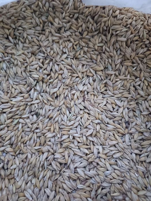 Продам ячмень сухой