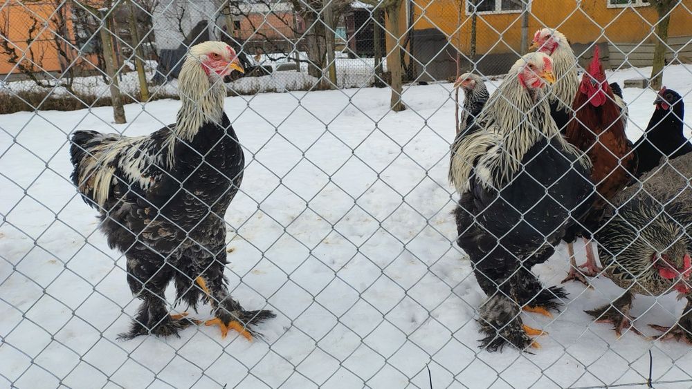 Cocoș Brahma de 8 luni
