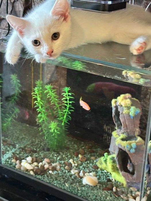 Продаются красивые котята