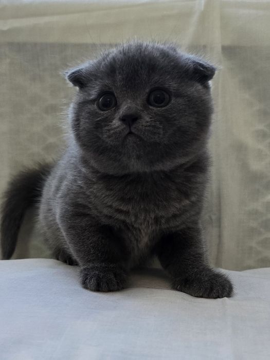 Scottish fold și Scottish straight  blue.
