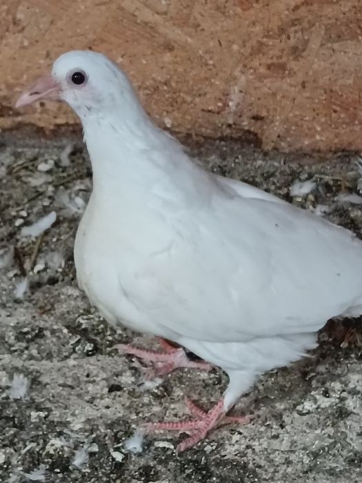 Pui voiajori albi și turturelele râzătoare
