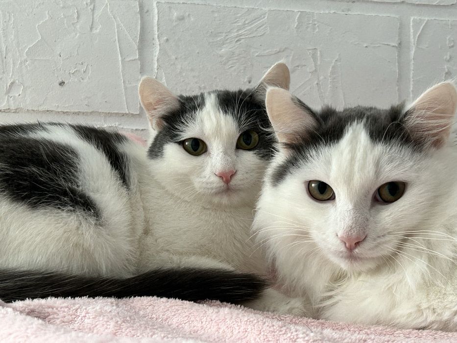 Отдаем спасенных котят-подростков в добрые руки кастрированны