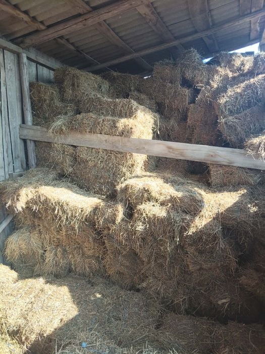 Vând baloti lucernă.