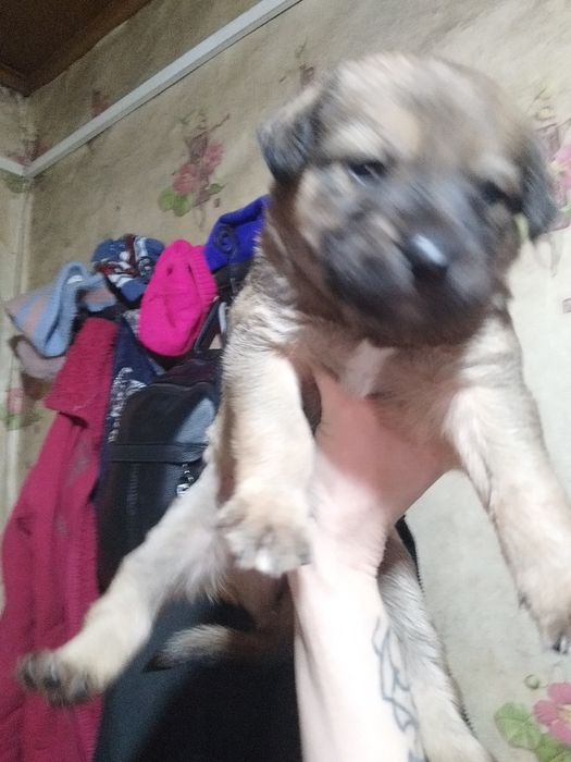 Щенки в добрые руки