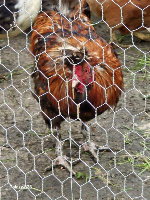 Pasari de casa Românești