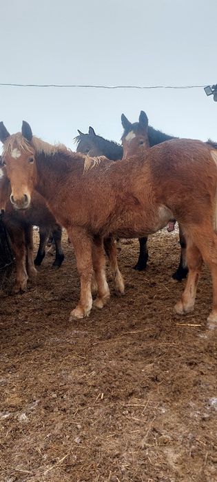 Продам 20 голов жеребчиков