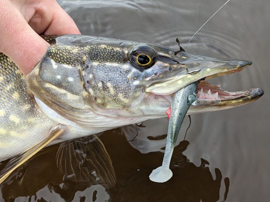 Резиновая приманка На Судака