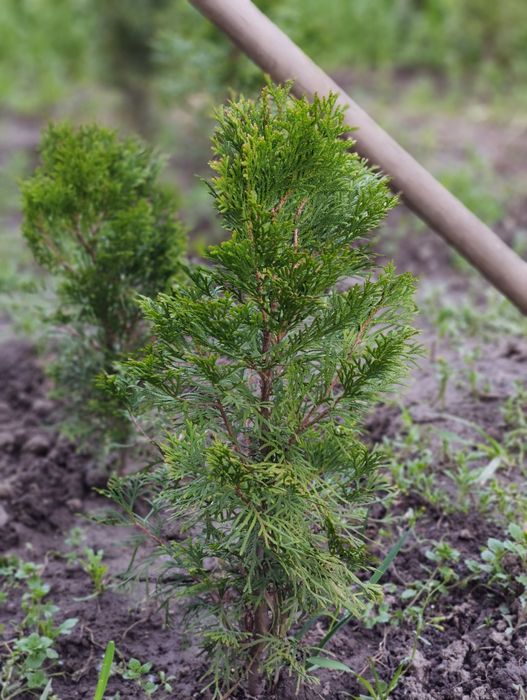 Саженцы Туи Смарагд