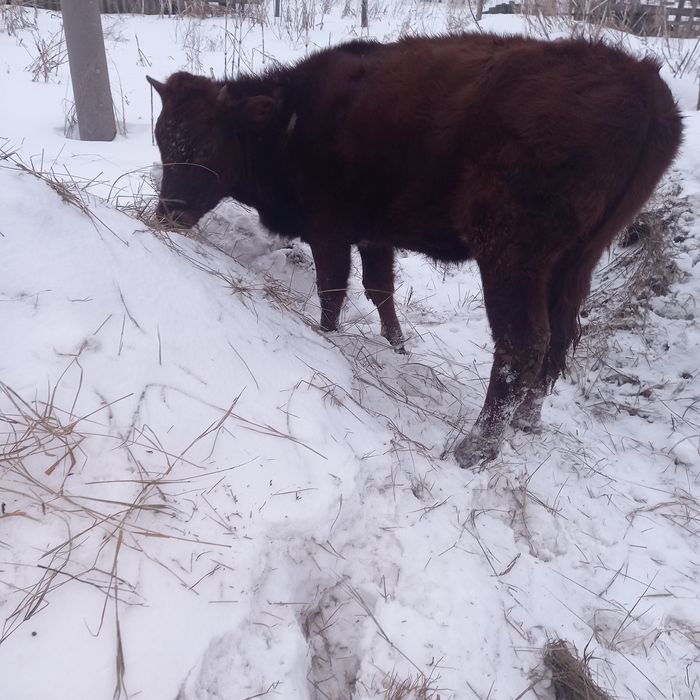 Продам бычка и телочку