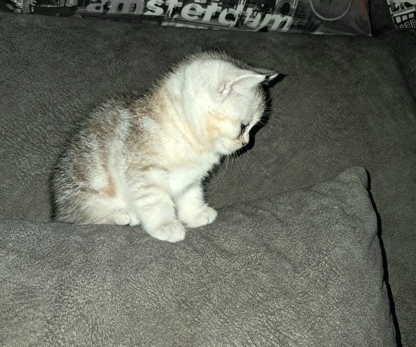 Шотландская прямоухая девочка