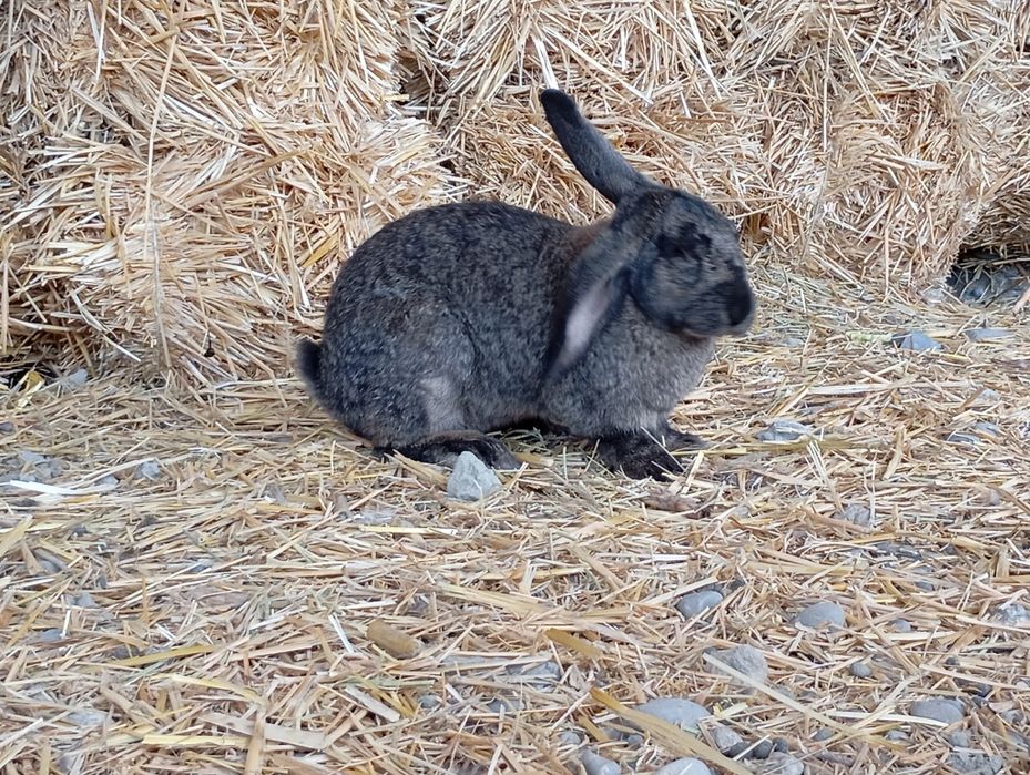 Қуйон ва болалари сотилади ва алмаштирилади