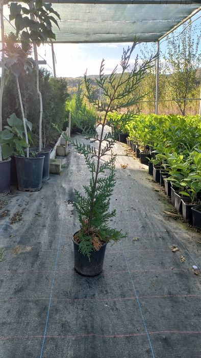 Лейландски Кипарис 70-80см