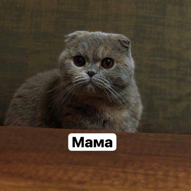 Котонек скоттиш фолд
