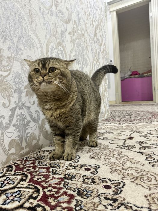 Вязка скоттиш страйт