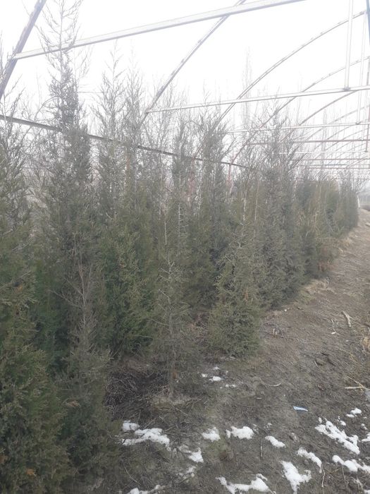 Majvini atcha sotiladi.