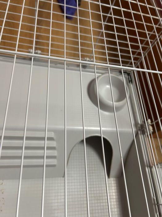 Клетка за гризачи, морски свинчета