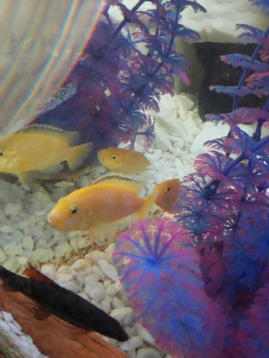 Цихлиды Лабидохромис Еллоу продам