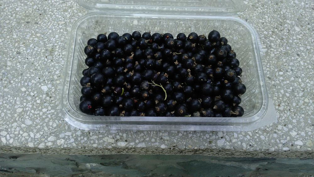 Vand Coacaz negru anul 3