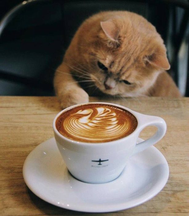 Кофемашина Delonghi Magnifica S