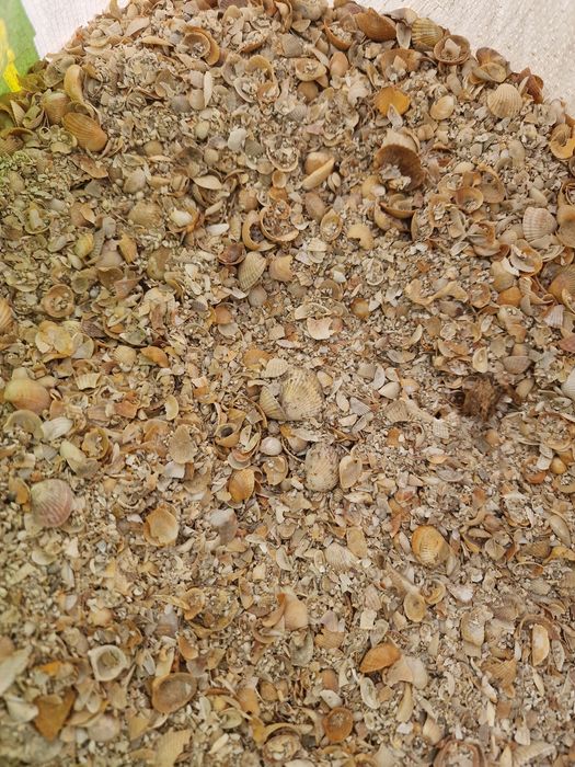 Ракушка для кур.