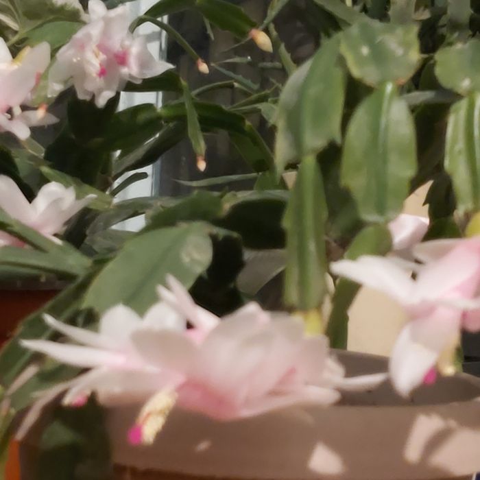 Комнатные цветы декабристы