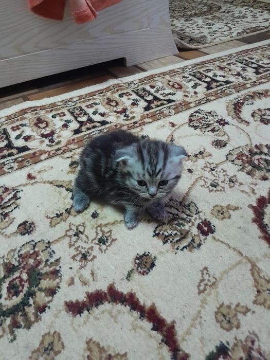 Котята британские веслоухие