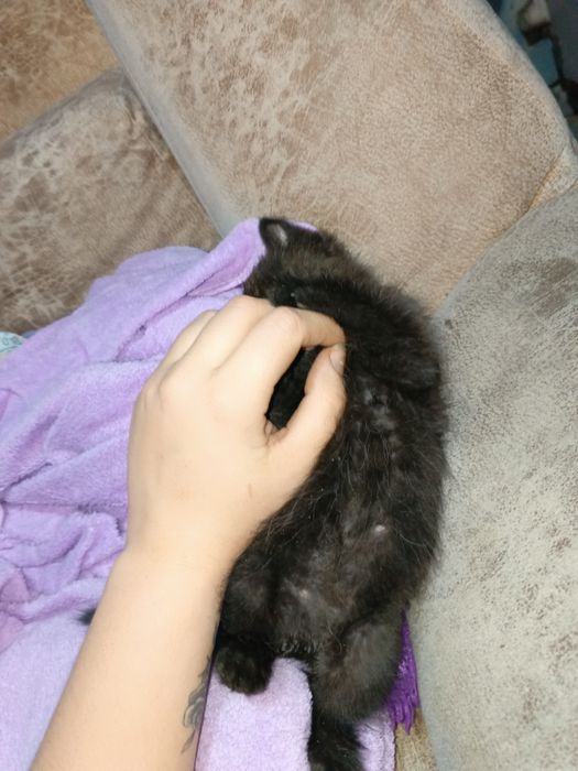 Котенок ищет себе семью.