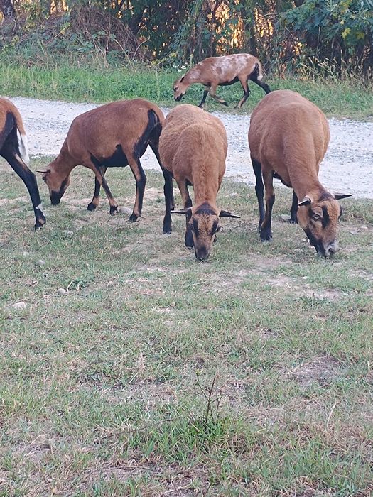 Vând  oi de camerun