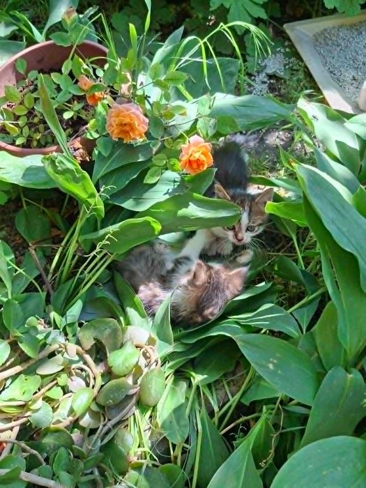 подарявам красиви и игриви котета